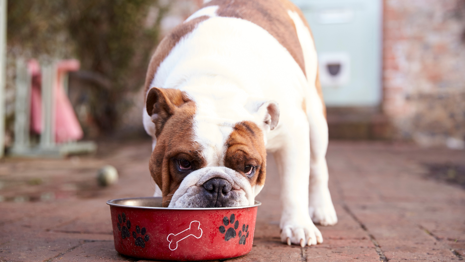 ¿Qué debe comer un perro con hipotiroidismo?