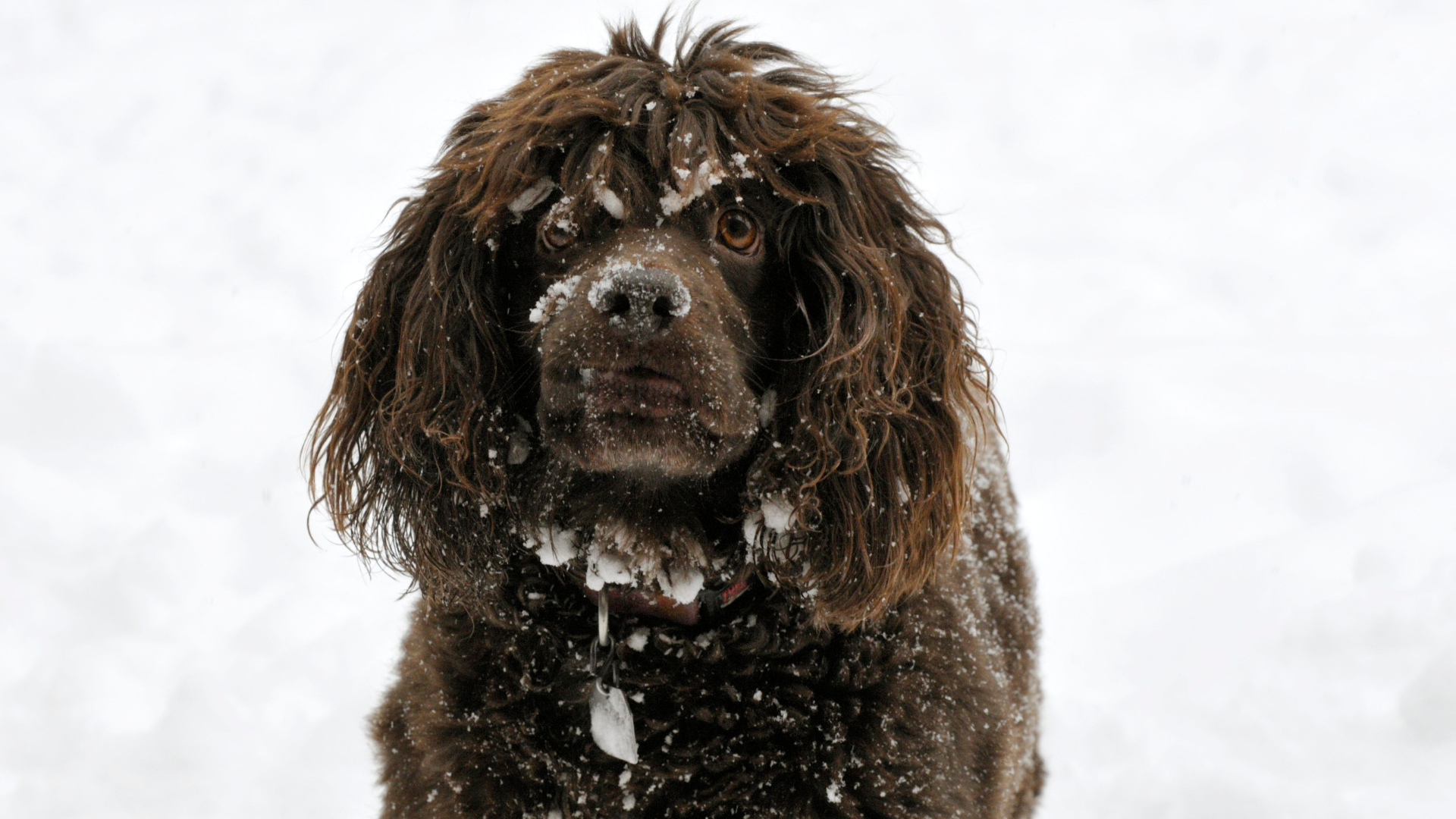 Boykin spaniel