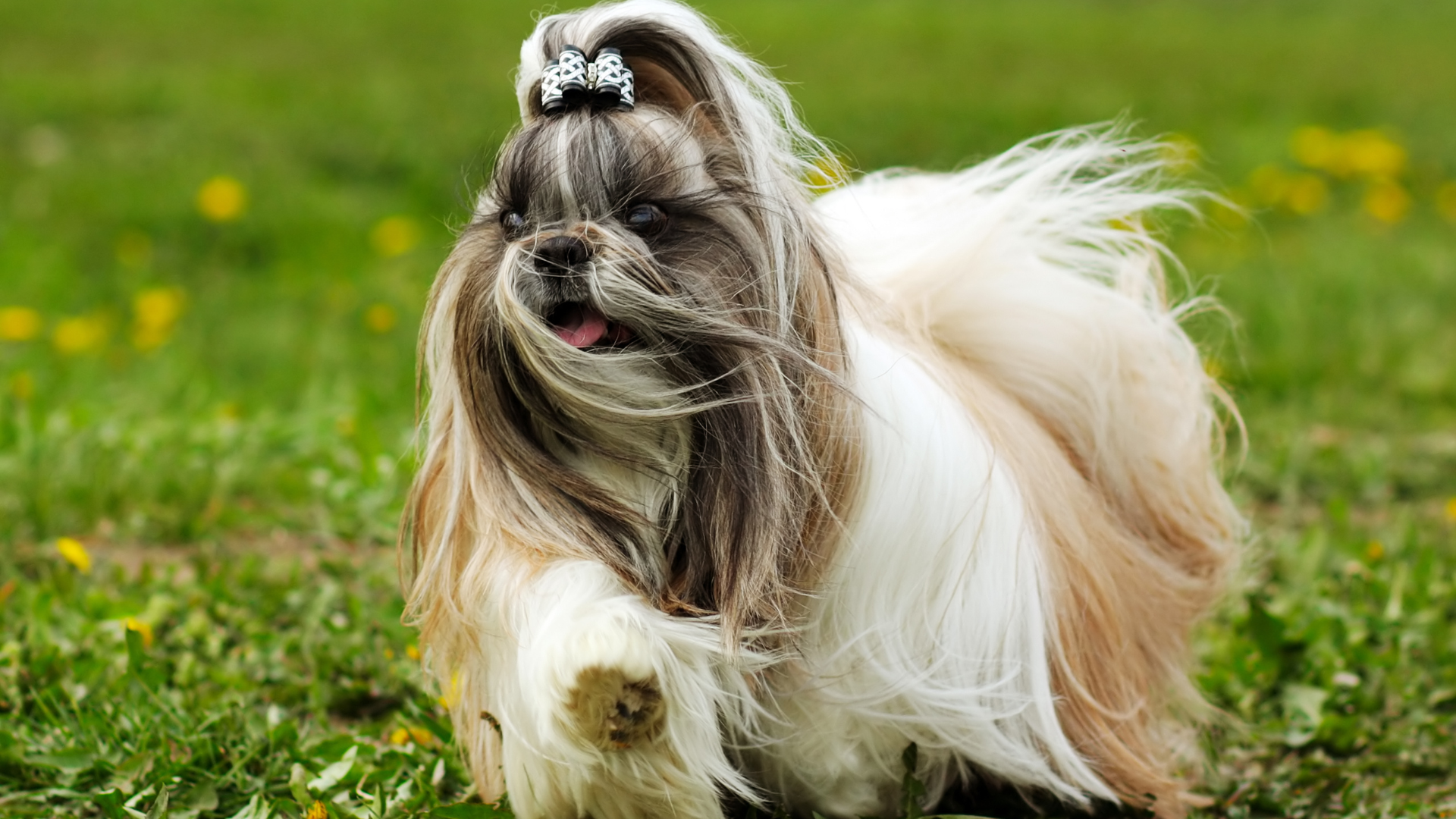 5 tipos de cortes de pelo para un shih tzu