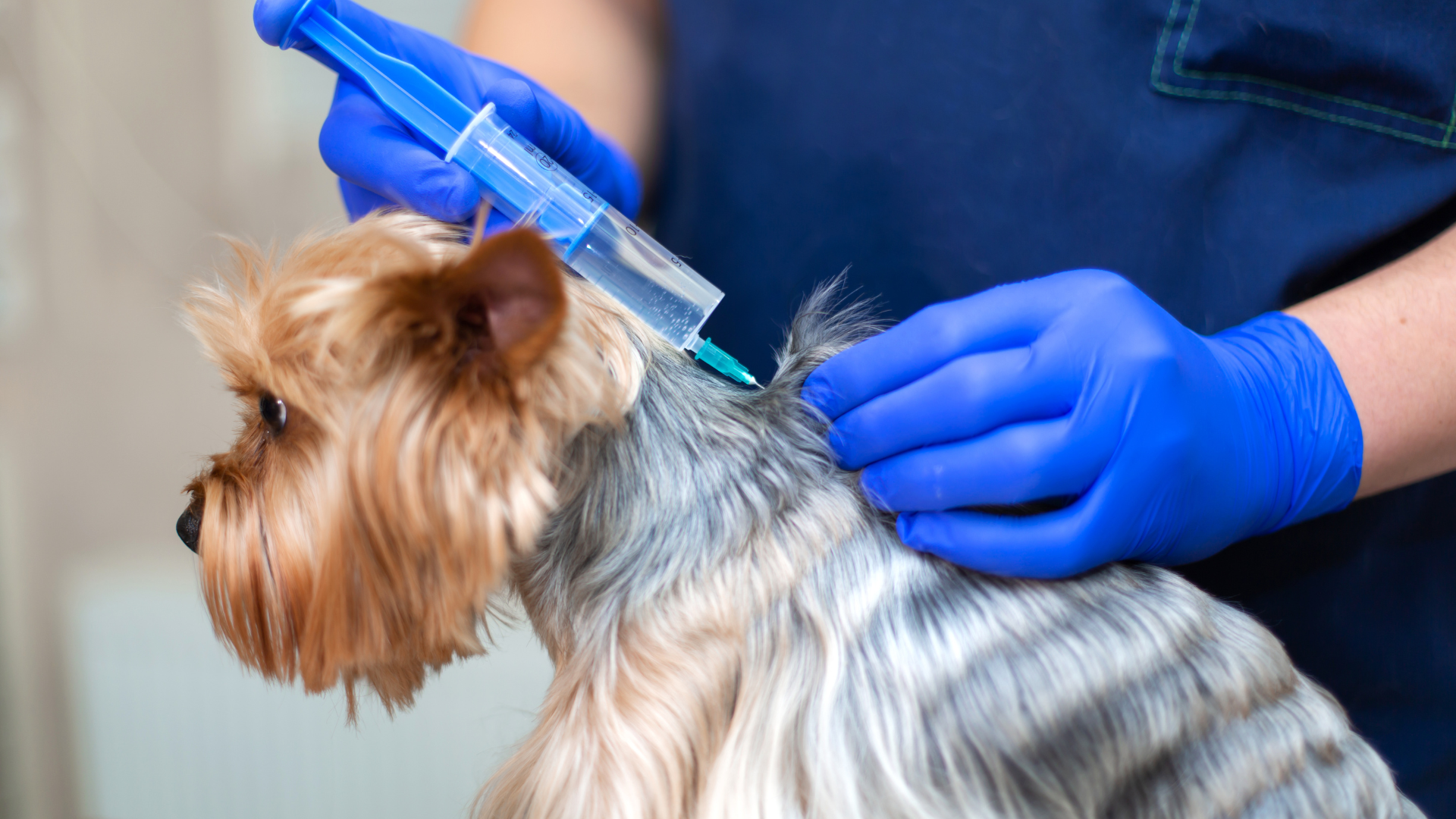 Cuidados Preventivos para Mascotas